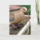 Search for dove birthday cards Bird