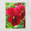 Search for pansies postcards Floral