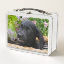 Search for puppy lunch boxes Eyes
