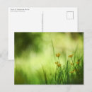 Search for buttercup postcards Floral