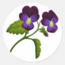 Search for purple pansy stickers Viola