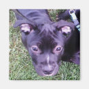Search for pitbull magnets Dog