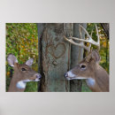 Search for buck and doe art Nature