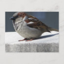 Search for sparrow postcards Animal