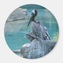 Search for smithsonian magnets Bird