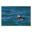 Search for atlantic puffin posters Sea