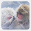 Search for monkey head stickers Animals in the wild