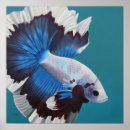 Search for betta posters Fish