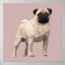 Search for puggles posters Puppies