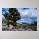 Search for juniper posters Danita delimont