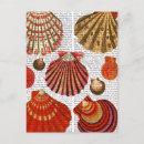 Search for clam shell Clam shells
