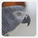 Search for african grey stickers Parrot