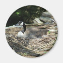 Search for wild duck magnets Nature