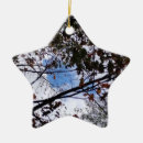 Search for christmas tree photography Leaves