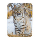 Search for bobcat magnets Lynx rufus