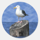 Search for gull stickers Nature