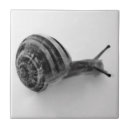 Search for molluscs Gastropod