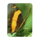 Search for tropical design magnets Nature