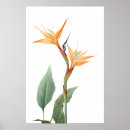 Search for vintage bird illustrations posters Paradise
