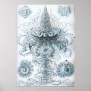 Search for vintage jellyfish posters Marine