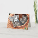 Search for cat breeds cards Feline