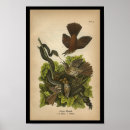 Search for thrushes posters Audubon