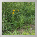Search for black eyed susan Nature