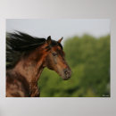 Search for horse breed posters Bay