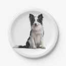 Search for border collie plates Dog