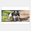 Search for cocker spaniel stickers Pet