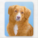 Search for nova scotia mousepads Dog