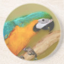 Search for macaws coasters Pet