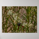 Search for southwestern posters Flowers