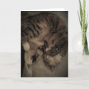 Search for tabbies cards Feline