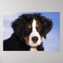 Search for bernese mountain dog puppy posters Dogs