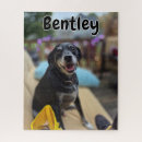 Search for pet puzzles Photos