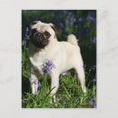 Search for mop postcards Flowers