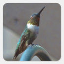 Search for colourful hummingbird stickers Garden