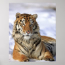 Search for concentration posters Wildlife