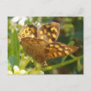 Search for butterfly garden postcards Leaves