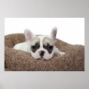 Search for puppy posters Domestic animals