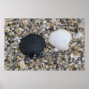 Search for white sea shells posters Nature