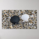 Search for white sea shells posters Nature
