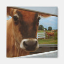 Search for dairy cow magnets Nature
