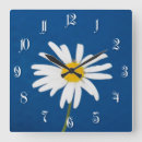 Search for daisy clocks Close up
