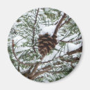 Search for pine cones magnets Nature