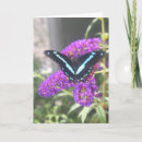 Search for butterfly for sisters birthday cards Purple