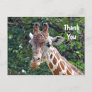 Search for giraffe photo cards Wildlife