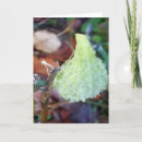 Search for seed pod cards Flower