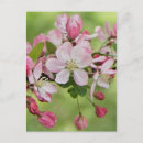 Search for apple blossoms postcards Pink